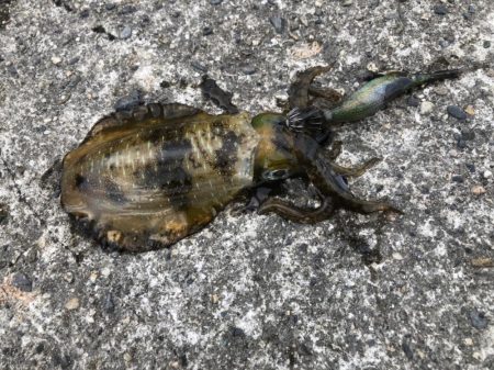 アオリイカ　高活性