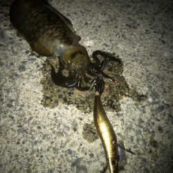 月夜のエギング