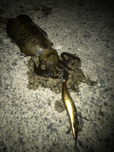 月夜のエギング