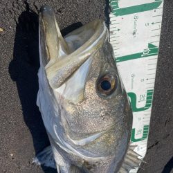 今年初めての白川