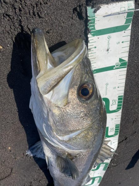 今年初めての白川