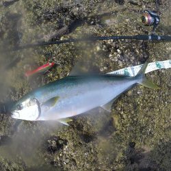 A.P.Pフィッシングガイドサービス　～ロック！ショア！フィッシングでヒラマサRIDEON！オープンベール発動シモリを無効化！～