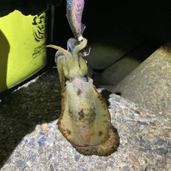 アオリイカ日々成長してます(^｡^)