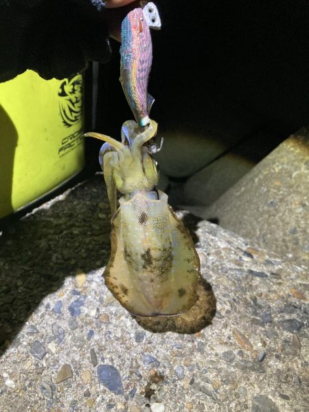 アオリイカ日々成長してます(^｡^)