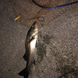 寒い　朝マズメ