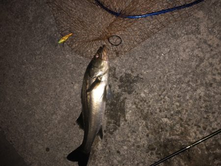 寒い　朝マズメ