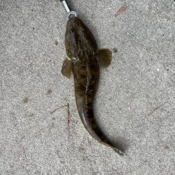 マゴチ好調！！！！