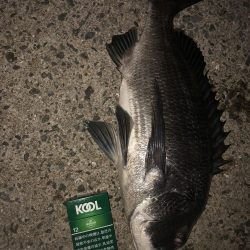 今シーズン初タチ