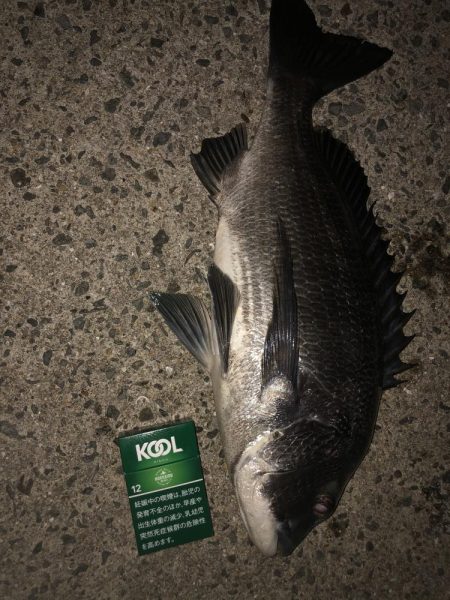 今シーズン初タチ