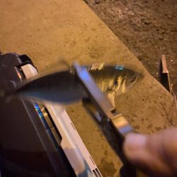 短時間アジング