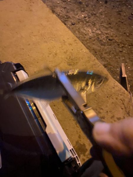 短時間アジング