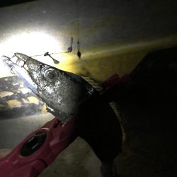 タチウオの数釣りも終わりか？