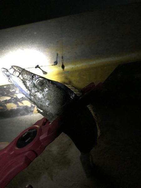 タチウオの数釣りも終わりか？