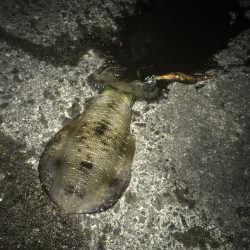 満月のエギング