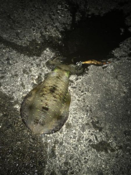 満月のエギング