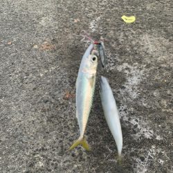 サバラッシュ!!