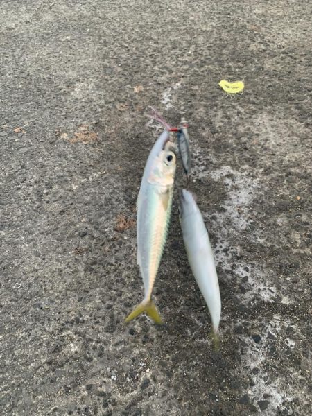 サバラッシュ!!