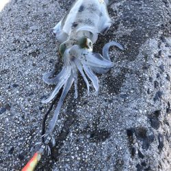 しまなみエギング ドピーカン