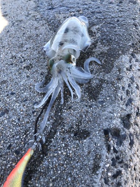 しまなみエギング ドピーカン