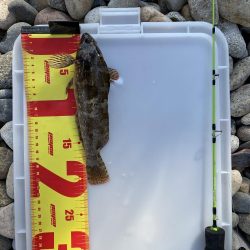 こんな場所にアイナメが…