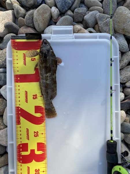 こんな場所にアイナメが…