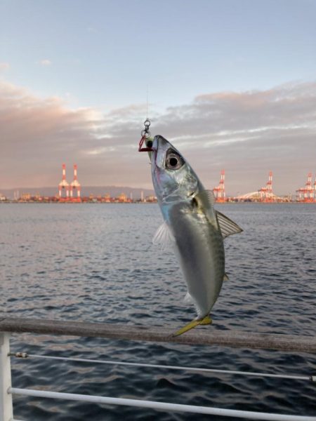 とうとう鯖すら渋く。朝イチからボラ跳ねまく…