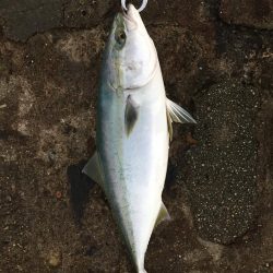 リベンジショアジギング