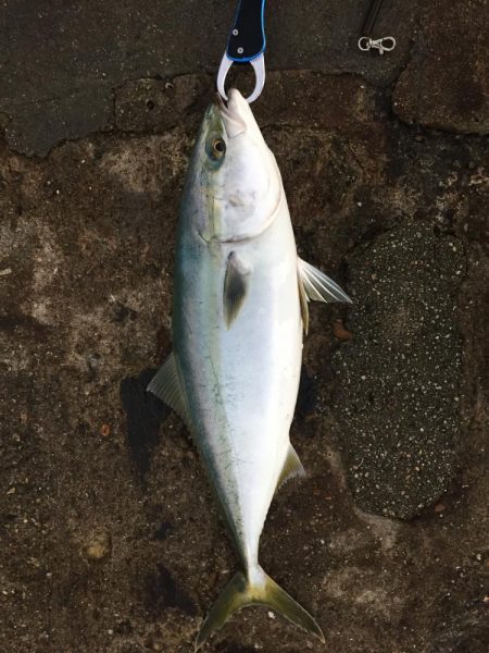 リベンジショアジギング