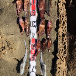 アオリイカと根魚三昧