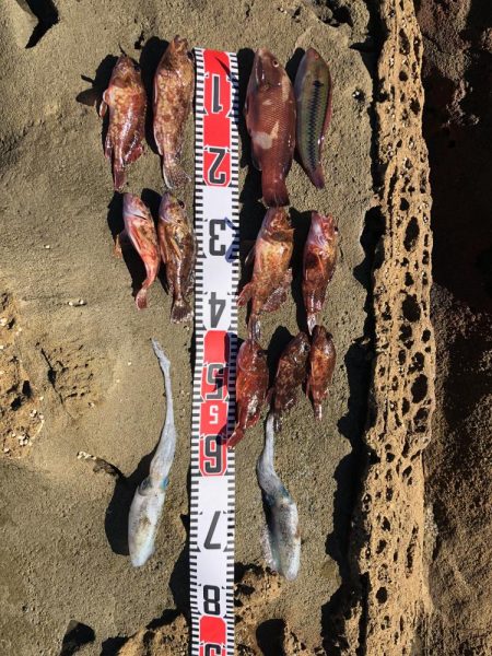 アオリイカと根魚三昧