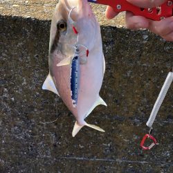 バラエティーな釣り