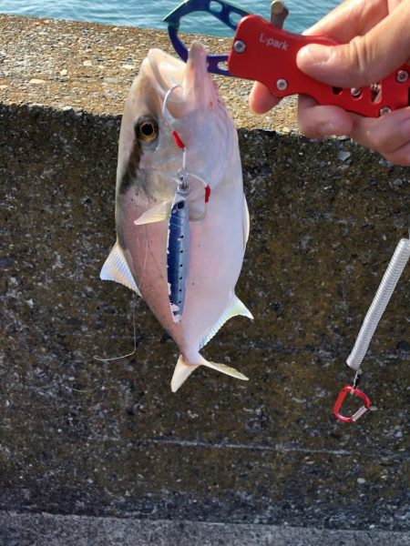 バラエティーな釣り