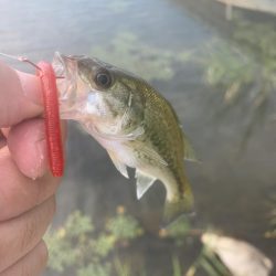 久しぶりのバス釣り