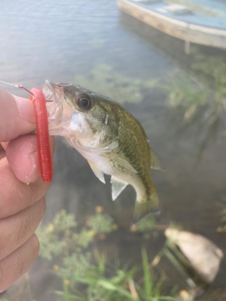 久しぶりのバス釣り