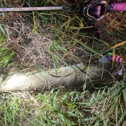 夜のナマズ釣り