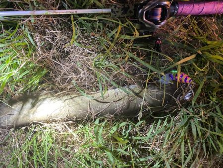 夜のナマズ釣り