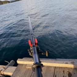 アオリイカとカワハギ狙うも…