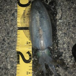 淡路島釣行 エギング釣行 秋イカ390g GET!