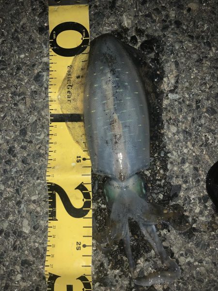 淡路島釣行 エギング釣行 秋イカ390g GET!