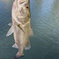 シーバスデイゲーム