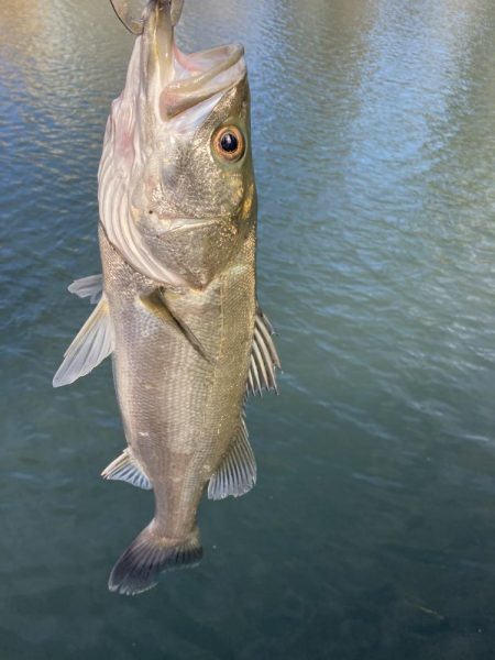 シーバスデイゲーム