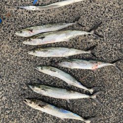 ショアジギング