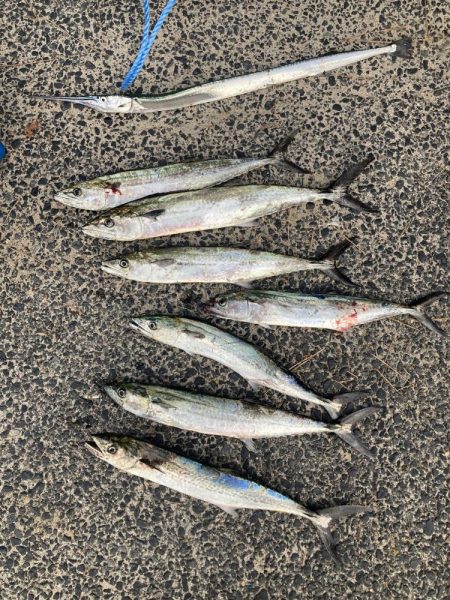 ショアジギング