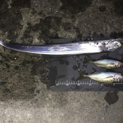 朝マズメ直前に撤退…