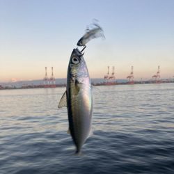 状況変わらず。朝イチ鯖高活性のみ。。