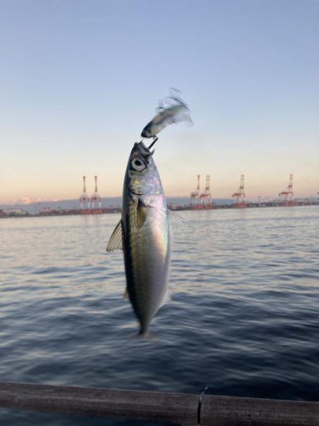 状況変わらず。朝イチ鯖高活性のみ。。