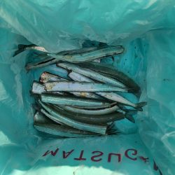 さよりの天ぷらが食べたくて！