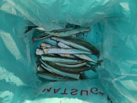 さよりの天ぷらが食べたくて！