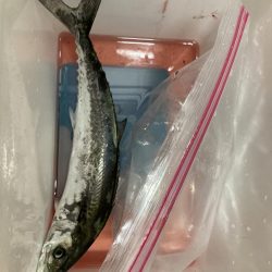 ショアジギング