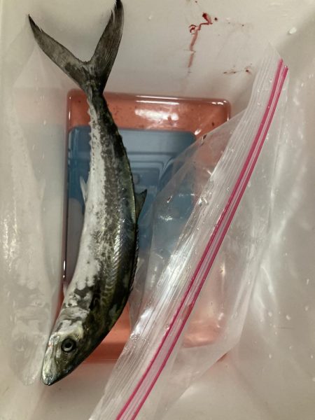 ショアジギング